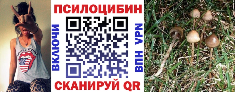 купить наркоту  Ачхой-Мартан  Псилоцибиновые грибы прущие грибы 